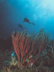 Fototapeta na wymiar Diving in south Thailand, Andaman sea