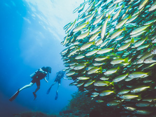 School of fish in south Thailand