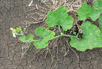 green pumpkin tree in garden