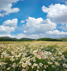 Fototapeta premium Spring daisy flowers in meadow.