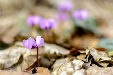 forest flower