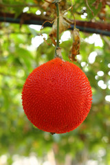 GAC Fruit organic of orange color