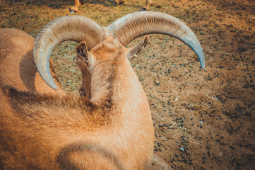 horn of barbary sheep