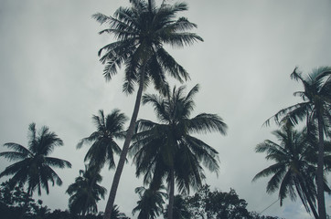 Fototapeta na wymiar Palm tree Vintage
