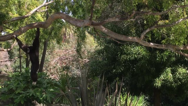 4K HD Video of one brown and white Gibbon swinging on tree branches looking around