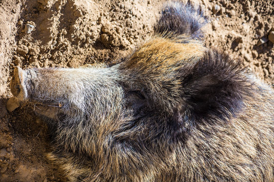 Portr&auml;t eines Wildschweines