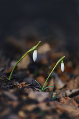Snowdrops in Forest
