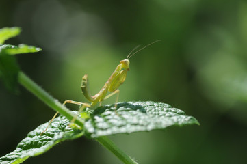 ミントの葉の上で獲物を待つカマキリ