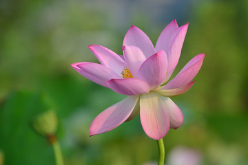 Fototapeta premium 蓮の花が咲いた