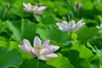 蓮の花咲くころ