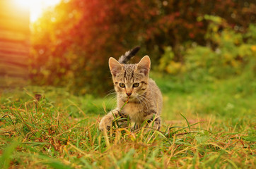 Kitten playing outdoor in green grass