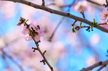 Blossoming peach tree branch