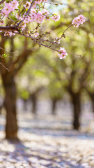 Blossoming peach tree