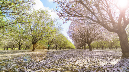 garden with flowering fruit trees