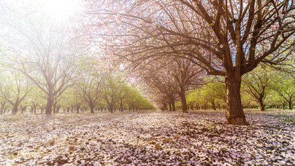 Obraz premium garden with flowering fruit trees