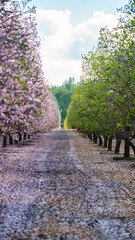 garden with flowering fruit trees