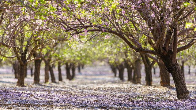 Garden With Flowering Fruit Trees