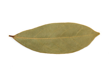 Bay laurel (Laurus nobilis) Leaf