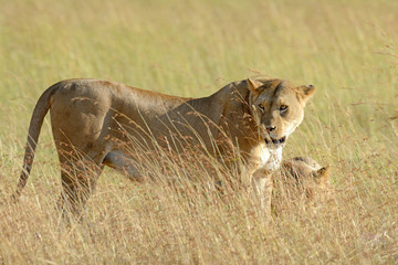 Lion in National park of Kenya