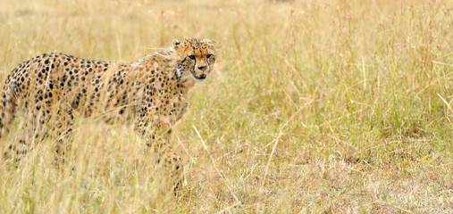 Wild african cheetah