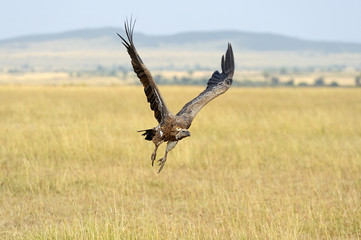 Vulture flying. Masai Mara National Park