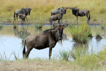 Obraz premium Wildebeest in National park of Africa