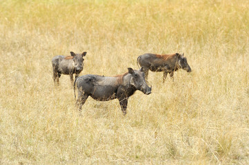 Naklejka na ściany i meble Warthog on the National Park, Kenya