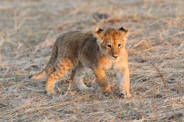 Fototapeta premium African lion cub