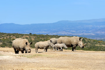 African white rhino