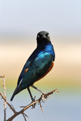 Colourful bird Superb
