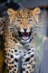 Leopard in nature
