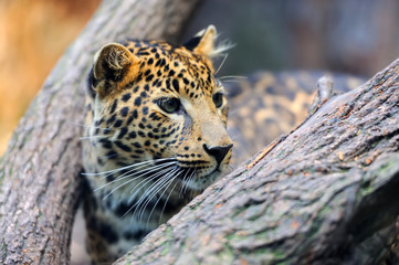 Leopard in nature