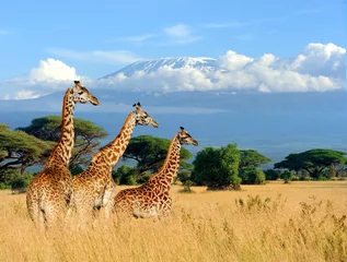 Fototapete Giraffe Drei Giraffen auf Kilimanjaro-Berghintergrund im Nationalpark von Kenia