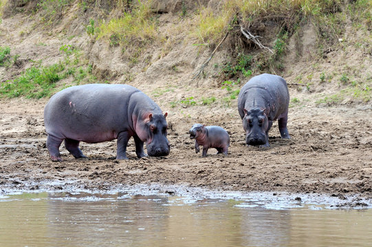 Hippo family (Hippopotamus amphibius)