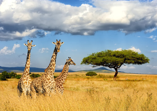 Fototapeta Giraffe in National park of Kenya
