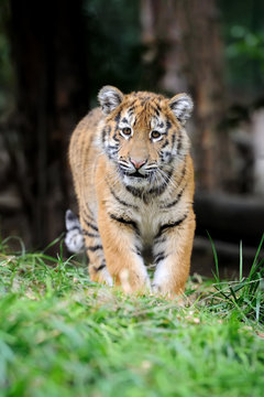 Tiger cub in grass