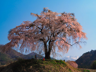 上発知の一本桜とお地蔵様