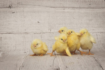 five chickens sit on the wooden floor, easter composition