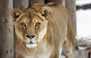 Fototapeta na wymiar Lioness. portrait of a wild cat