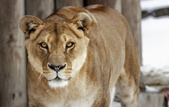 Lioness. portrait of a wild cat