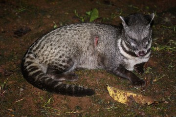 Malay Civet (Viverra tangalunga) in Borneo, Malaysia - ジャワジャコウネコ