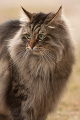 Siberian cat - 140290831