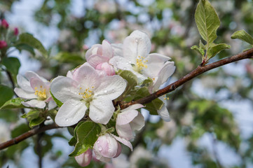Flowering branch of Apple tree in spring garden