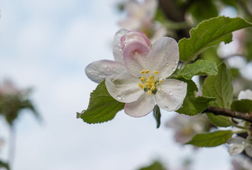 Flowering branch of Apple tree in spring garden