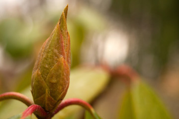 buds of flowering trees 1
