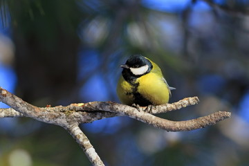 Great tit in winter forest on the branches of cedar