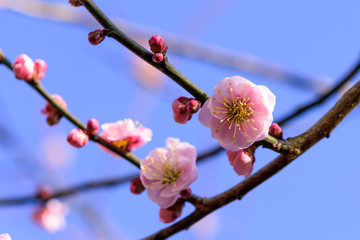 梅の花