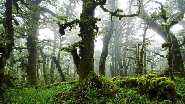 Moss Covered Ancient Trees in a Mist covered native forest timelapse