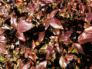 Leaves of a rose bush.