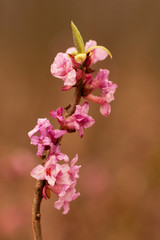 Obraz premium mezereon - Daphne mezereum 1